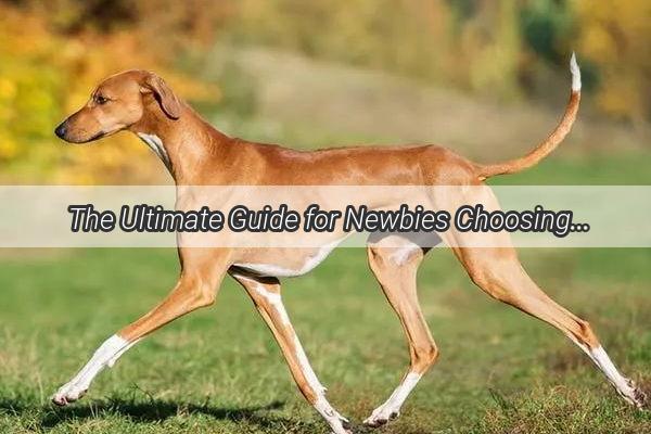 The Ultimate Guide for Newbies Choosing the Perfect Pooch for Easy Care